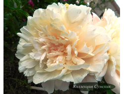 Пион Summer Glow (Саммер Глоу)