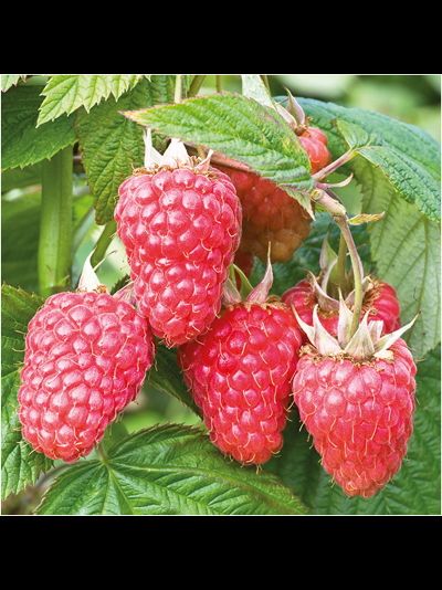 Атлант (малина), 1год, ЗКС