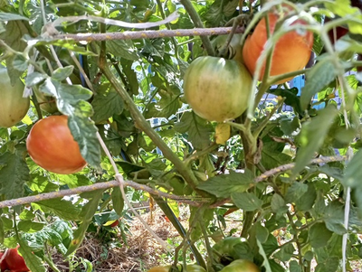 Томат Полосатые конфеты Уолтера (Walter’s Candy Stripes)