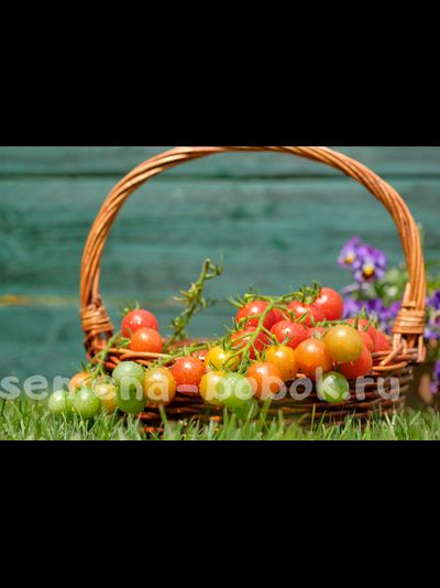 Томат Черри Чиеджа (Ciliegia), 10 шт