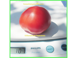 Томат Юбилейный Тарасенко