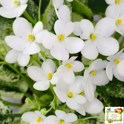 Alan’s Fallen Angel (A.Murphy) трейлер