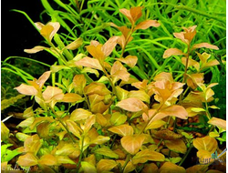 Людвигия овалис (меристемная) Шри-Ланка