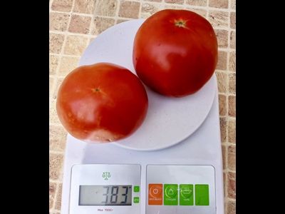 Томат Штамбовый крупноплодный