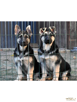 Гордость Питера Белона и Буря