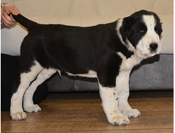 Кобель №1. РАСУЛ САЯТ. Продан.