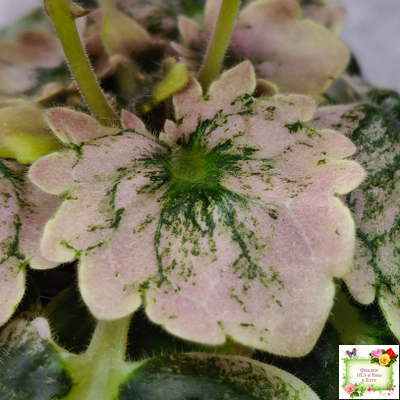 АВ-Птица Певчая (Фиалковод) 2022 г. (лист посажен 29.01.26)