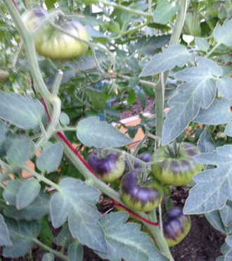 Семена томата Бузэу