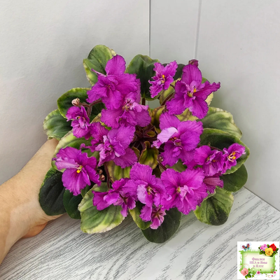 РС-Вещунья (С. Репкина) 2021 г. (клакамас с кроновой пестролистностью)