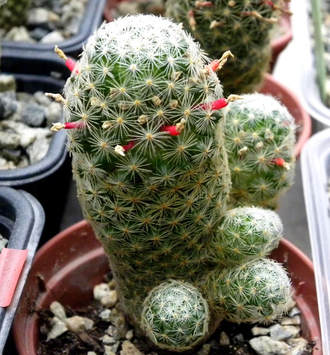 Mammillaria schiedeana v. giselae ML 677