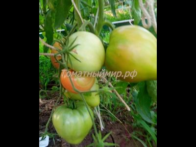 Томат Король Кинг