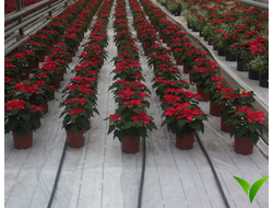 Агроткань застилочная Agrojutex 100 г/м2 БЕЛОГО цвета