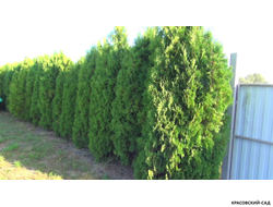 Туя Кинг Смарагд - King of Smaragd