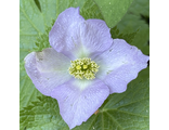 Glaucidium palmatum