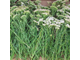 Тысячелистник (Achillea millefolium) 5 г - 100% натуральное эфирное масло