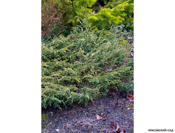 Можжевельник обыкновенный Спотти Спридер - Spotty Spreader