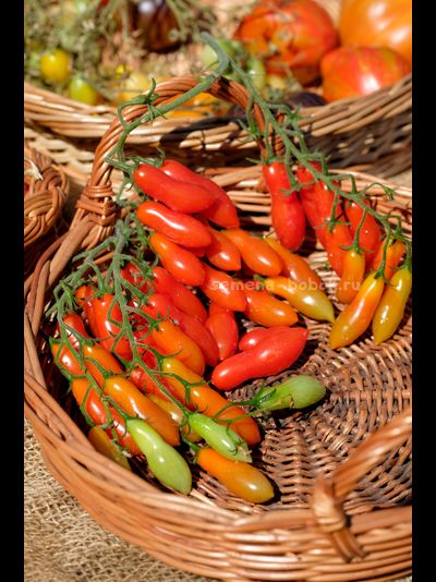 Томат Dulcita long (Сладкий Длинный), 5 шт