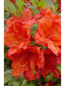 Рододендрон (Азалия) Feuerkopfchen