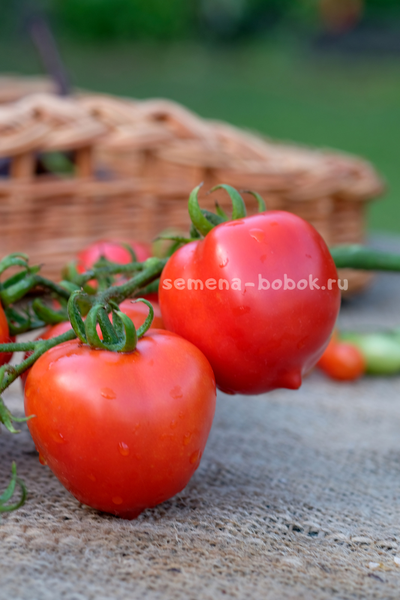 Томат Юбилейный Тарасенко, 10 шт