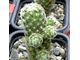 Mammillaria schiedeana v. giselae ML 677