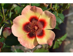 Фэнси Бэбилон Айз