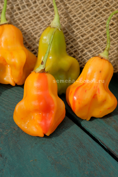 Перец острый Zebrange (Зебранж), 10 шт
