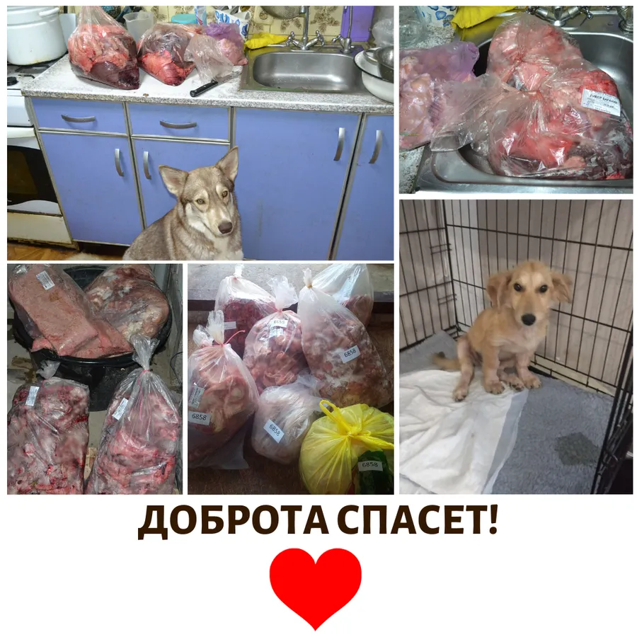 29.06 мы передали наши с вами подарки подопечным куратора Анны Агапитовой. За период с 02.06 по 25.06 сумма по благотворительным купонам составила 2101 руб. Всем, кто принимает участие в акции, от сободеток большое спасибо!