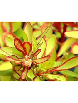 Барбарис Тунберга Diabolicum