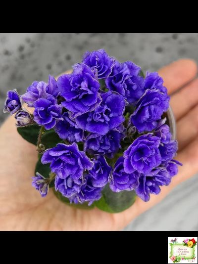 Blue Scoundrel micromini (P.Sorano/LLG) (Блю Ска́ндрел) микроминиатюра