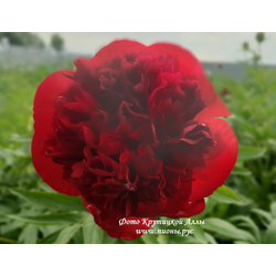 Пион Diana Parks (Диана Паркс)