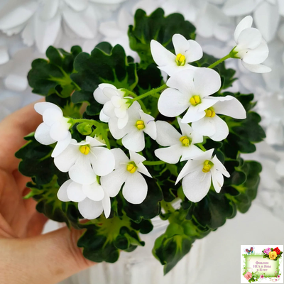 Lullaby (Arndt) (гёрл-лист)