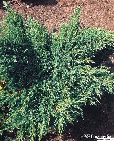 Можжевельник Блю Свид - Blue Swede