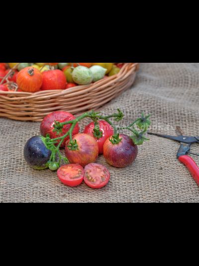 Томат Dwarf Gondwana Lightning (Гном Гондвана Молния), 10 шт