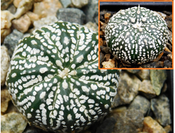 Astrophytum KuMax CZ Х Astrophytum asterias cv.Super Kabuto - 5 семян