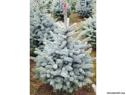 Ель Маджестик Блю фото в саду - красовский-сад.рф