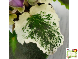 Nik-Магический Туман (Н. булко) 2024 г.