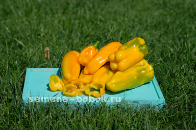 Перец сладкий Nocera Giallo (Носера Джиалло), 10 шт