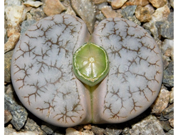 Lithops gracilidelineata C262 - 10 семян