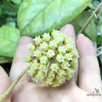 Hoya cv. Viola