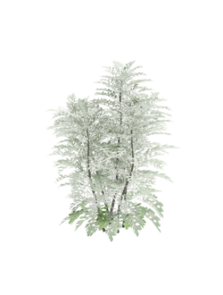 папоротники Крестовник пепельный Jacobaea maritima 1