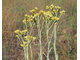 Гидролат Бессмертник (Helichrysum arenarium) Россия, цветы, 100 мл