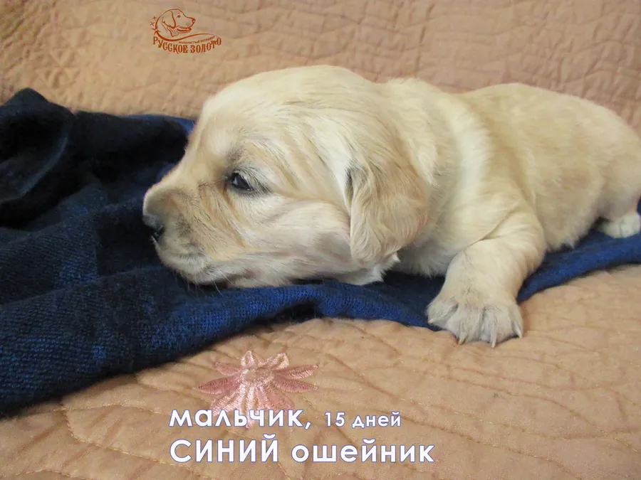 Мальчик с синим ошейничком, 15 дней