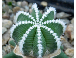 Aztekium hintonii PP 222 - 10 семян