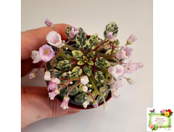 Precious Pixie (S.Sorano) (3 листа с детками в 1 стаканчике)