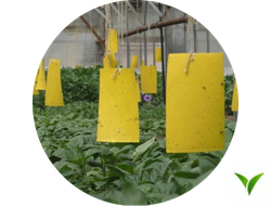 Клеевые цветоловушки