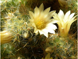 Mammillaria prolifera