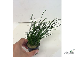 Пилюльница шароносная (пластиковый горшок)