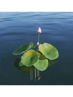 водные Лотос Lotus