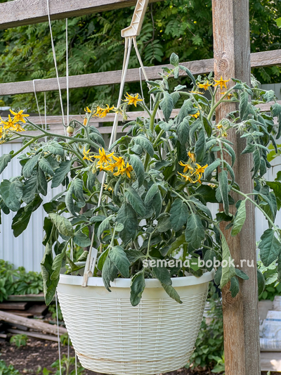 Томат Micro dwarf Allure (Аллюр), 10 шт