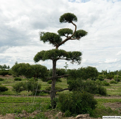 Ниваки - Бонсай садовый сосна Ватерери - Watereri